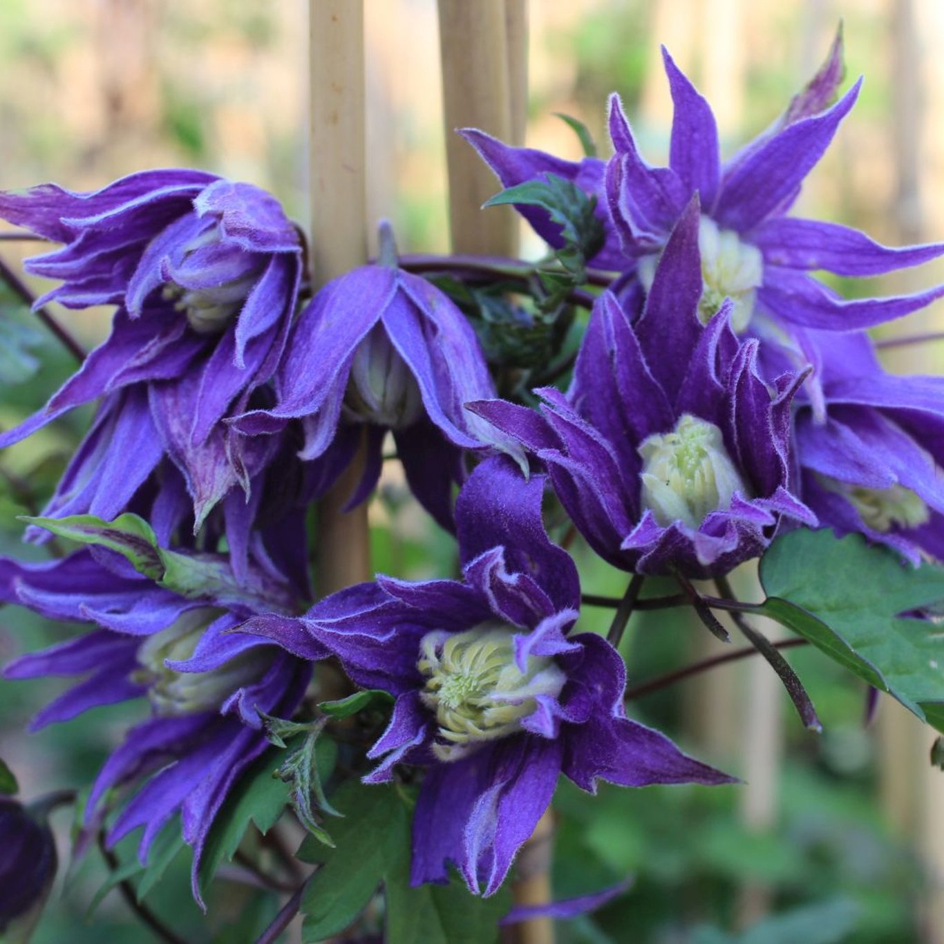 Klematis – Clematis 'Georg' - C2 50-60 CM 3 Stick